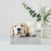 Carte Postale Chiot doré rétrificateur doré (Debout devant)