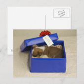 Carte Postale Chiot dormant dans une boîte cadeau (Devant / Derrière)