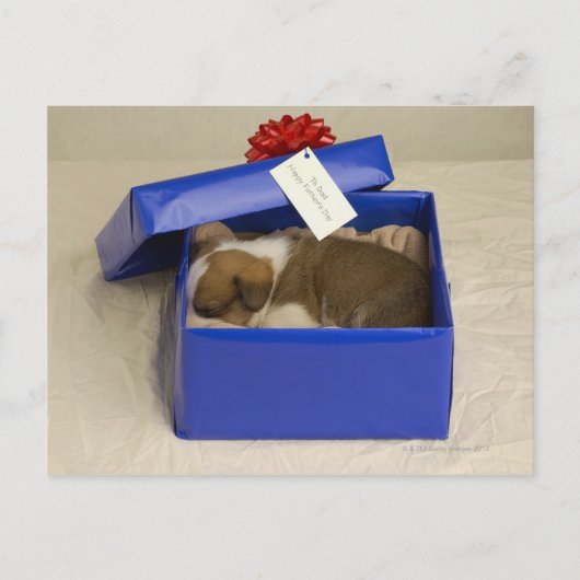 Carte Postale Chiot dormant dans une boîte cadeau (Devant)