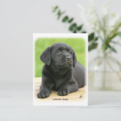 Carte Postale Chiot du Labrador 9Y267D-109 (Debout devant)