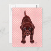 Carte Postale Chiot du Labrador au chocolat (Devant / Derrière)