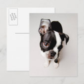 Carte Postale Chiot Edison Boston Terrier. (Devant / Derrière)