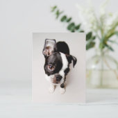 Carte Postale Chiot Edison Boston Terrier. (Debout devant)