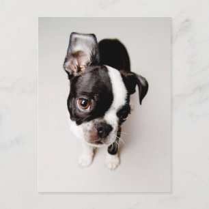 Carte Postale Chiot Edison Boston Terrier.