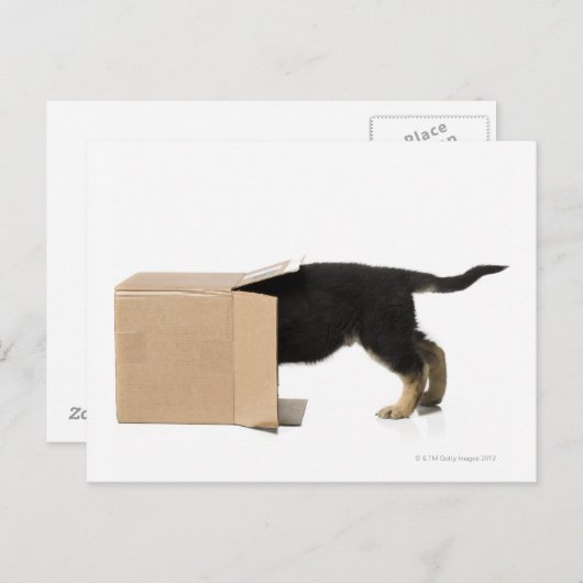 Carte Postale Chiot en carton (Devant / Derrière)