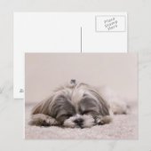 Carte Postale Chiot endormi (Devant / Derrière)