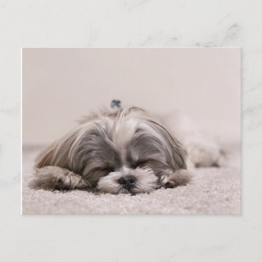 Carte Postale Chiot endormi (Devant)