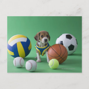 Carte Postale Chiot entouré de boules de sport