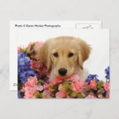 Carte Postale Chiot et fleurs Golden Retriever (Devant / Derrière)