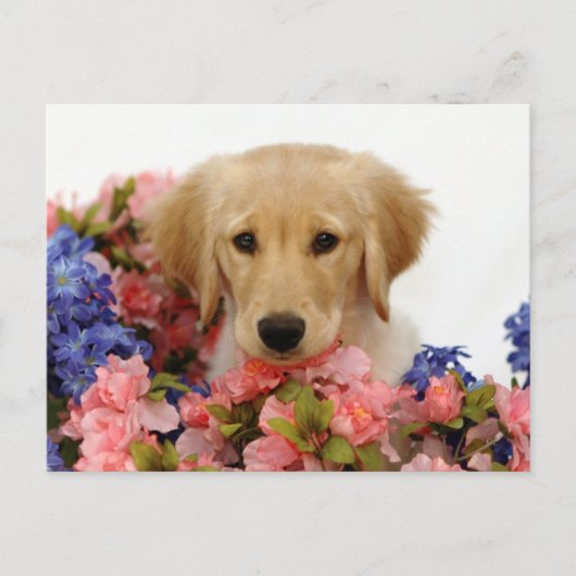 Carte Postale Chiot et fleurs Golden Retriever (Devant)