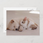 Carte Postale Chiot et lapin (Devant / Derrière)