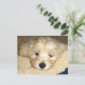 Carte Postale Chiot fatigué (Debout devant)