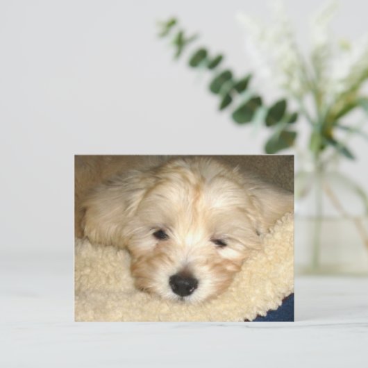 Carte Postale Chiot fatigué (Debout devant)