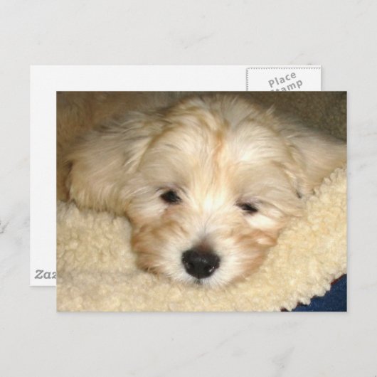 Carte Postale Chiot fatigué (Devant / Derrière)