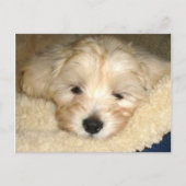 Carte Postale Chiot fatigué (Devant)