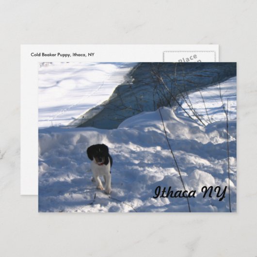 Carte Postale Chiot froid (Devant / Derrière)