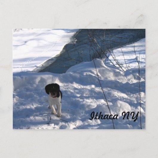 Carte Postale Chiot froid (Devant)