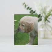 Carte Postale Chiot Golden Retriever (Debout devant)