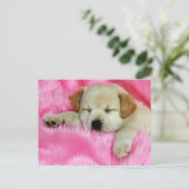 Carte Postale Chiot Golden Retriever (Debout devant)