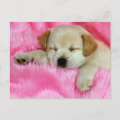 Carte Postale Chiot Golden Retriever (Devant)