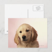 Carte Postale Chiot Golden Retriever (Devant / Derrière)