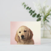 Carte Postale Chiot Golden Retriever (Debout devant)