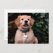 Carte Postale Chiot Golden Retriever (Devant / Derrière)