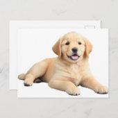 Carte Postale Chiot Golden Retriever (Devant / Derrière)