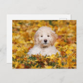 Carte Postale Chiot Goldendoodle En Feuilles Automnes (Devant / Derrière)