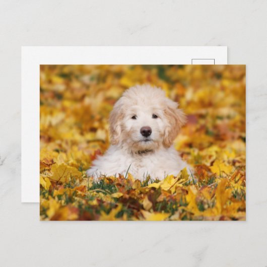 Carte Postale Chiot Goldendoodle En Feuilles Automnes (Devant / Derrière)