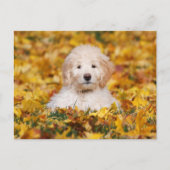 Carte Postale Chiot Goldendoodle En Feuilles Automnes (Devant)