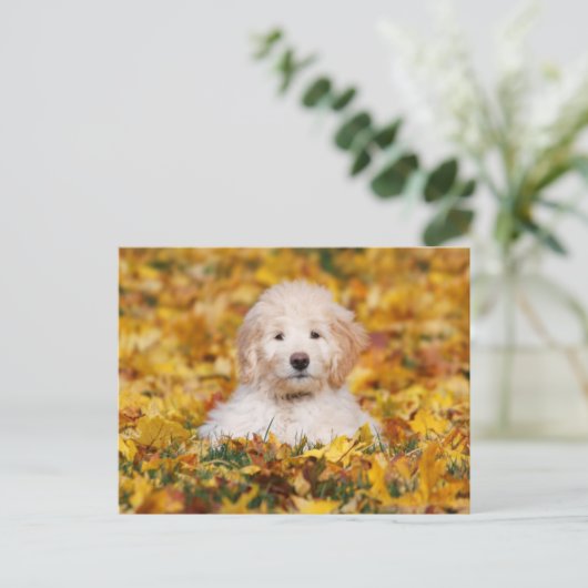 Carte Postale Chiot Goldendoodle En Feuilles Automnes (Debout devant)
