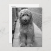 Carte Postale Chiot Goldendoodle en Jardin (Devant / Derrière)