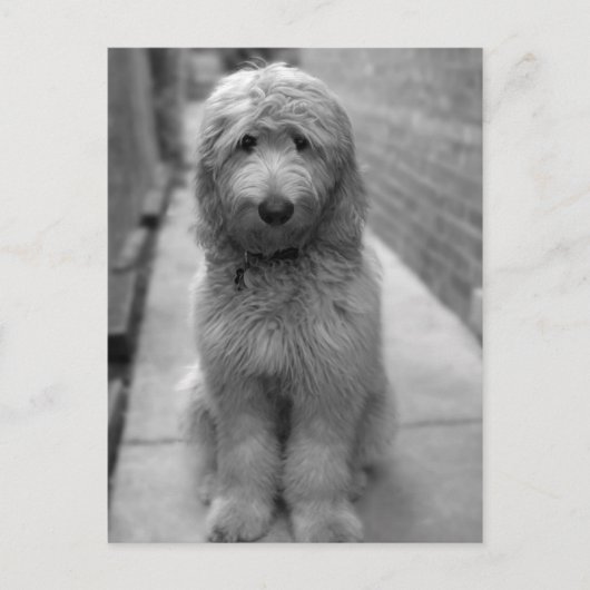 Carte Postale Chiot Goldendoodle en Jardin (Devant)
