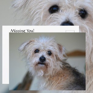 Carte Postale Chiot hirsute triste mignon Photographie vous manq