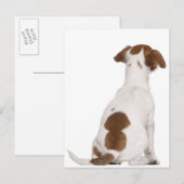 Carte Postale Chiot Jack Russell Terrier (3 mois) (Devant / Derrière)