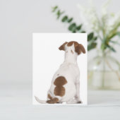 Carte Postale Chiot Jack Russell Terrier (3 mois) (Debout devant)