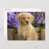 Carte Postale Chiot jaune du Labrador (Devant / Derrière)