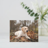 Carte Postale Chiot jaune du Labrador à l'automne (Debout devant)