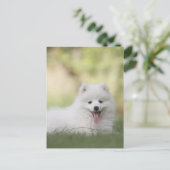 Carte Postale Chiot Keeshond Blanc Fluffy (Debout devant)