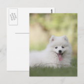 Carte Postale Chiot Keeshond Blanc Fluffy (Devant / Derrière)