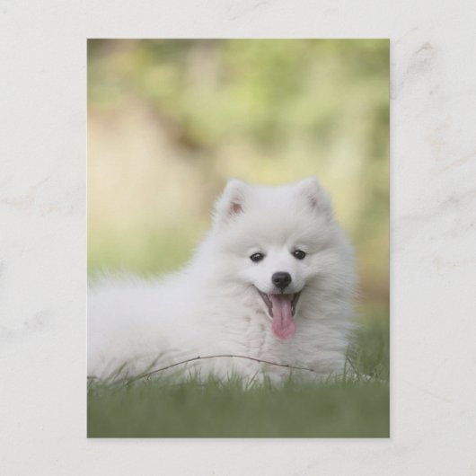 Carte Postale Chiot Keeshond Blanc Fluffy (Devant)
