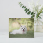 Carte Postale Chiot Keeshond Blanc Fluffy (Debout devant)