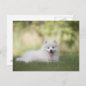 Carte Postale Chiot Keeshond Blanc Fluffy (Devant / Derrière)