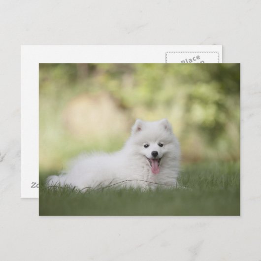 Carte Postale Chiot Keeshond Blanc Fluffy (Devant / Derrière)
