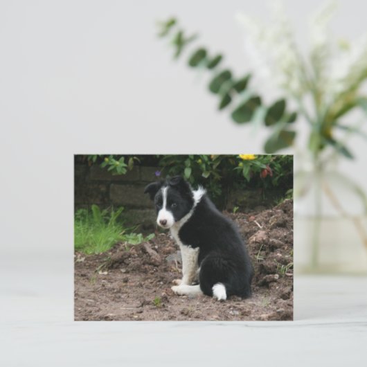 Carte Postale Chiot malfaisant (Debout devant)