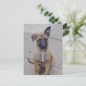 Carte Postale chiot malinois assis.png (Debout devant)