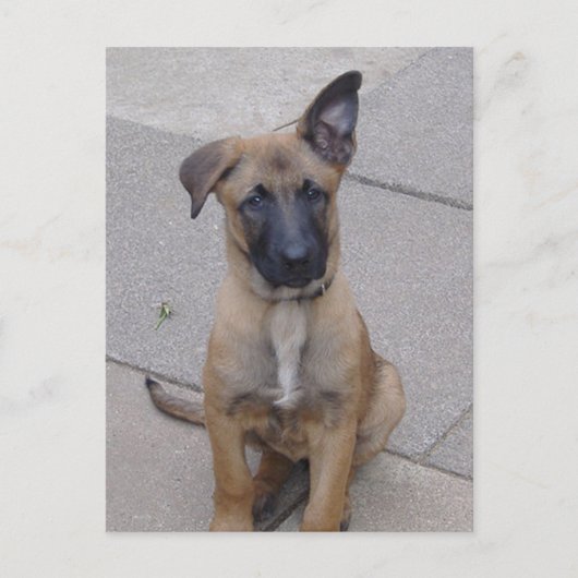 Carte Postale chiot malinois assis.png (Devant)