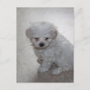 Carte Postale Chiot Maltais (9 Mois)