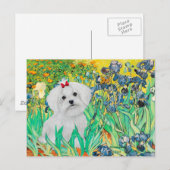 Carte Postale chiot MALTAIS - Iris (Devant / Derrière)